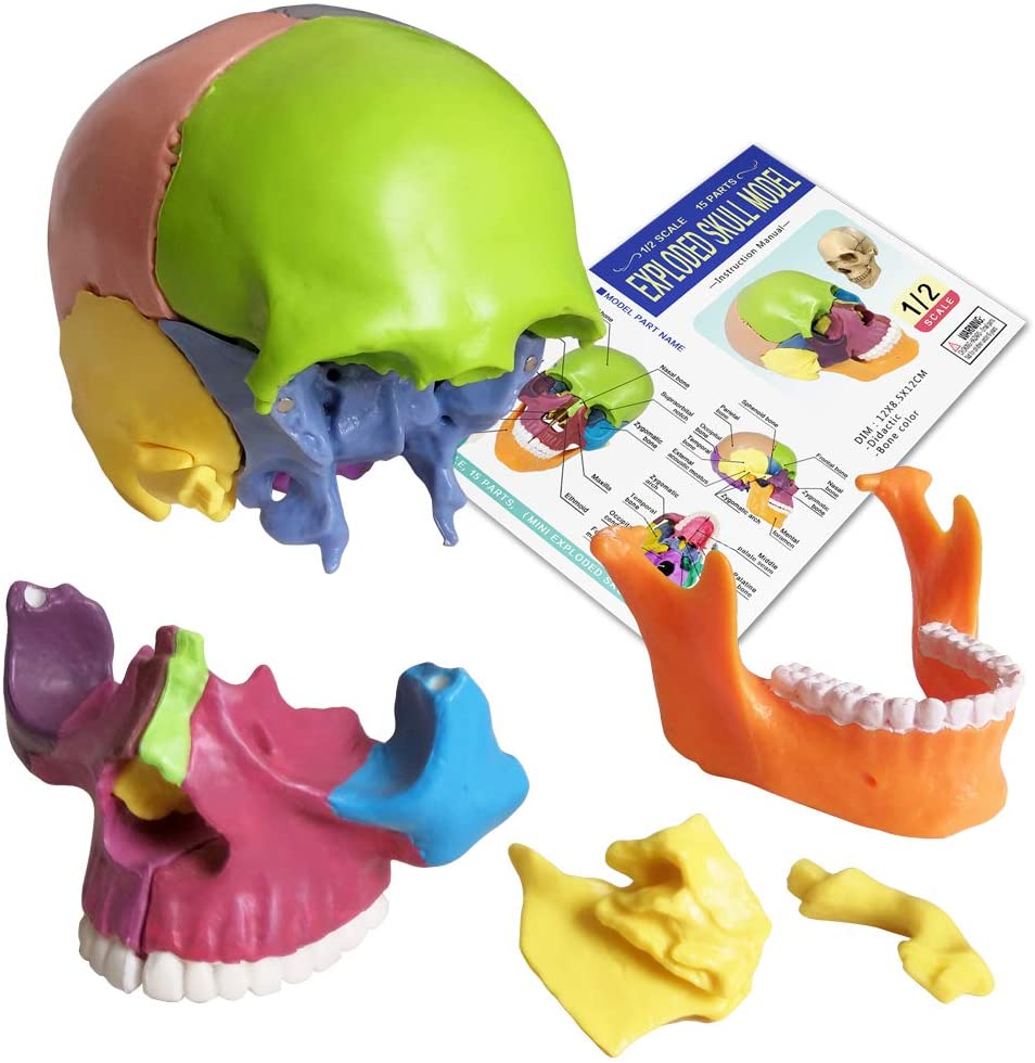 2021 Nuevo 15 piezas Anatomía del tamaño de la palma Explotación modelo de cráneo mini color humano calavera médica clínica dental