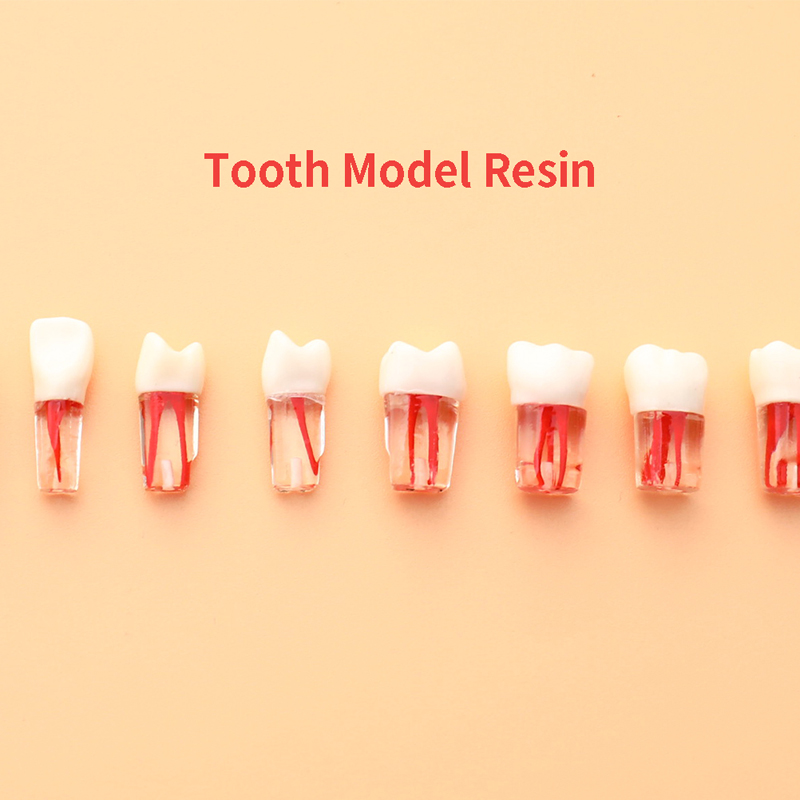 歯の口腔ティーチング樹脂樹脂樹脂歯様歯子歯モデルと色付きの根管およびパルプの練習のための歯モデル