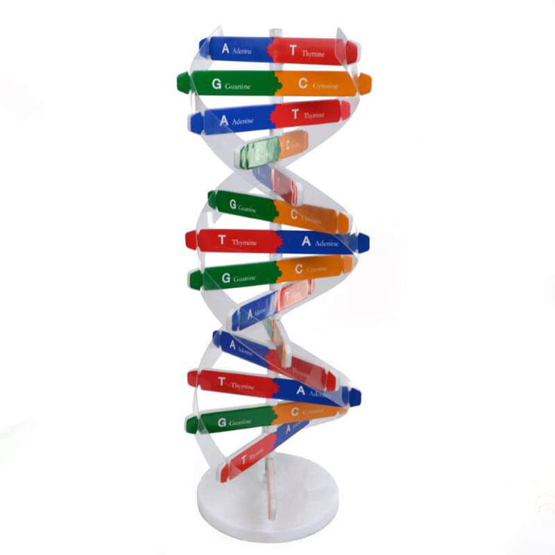 Popular Science Teaching Toys Human Gene DNA Double Helix Model Diy Biological Science Experimenteel onderwijsspeelgoed voor kinderen