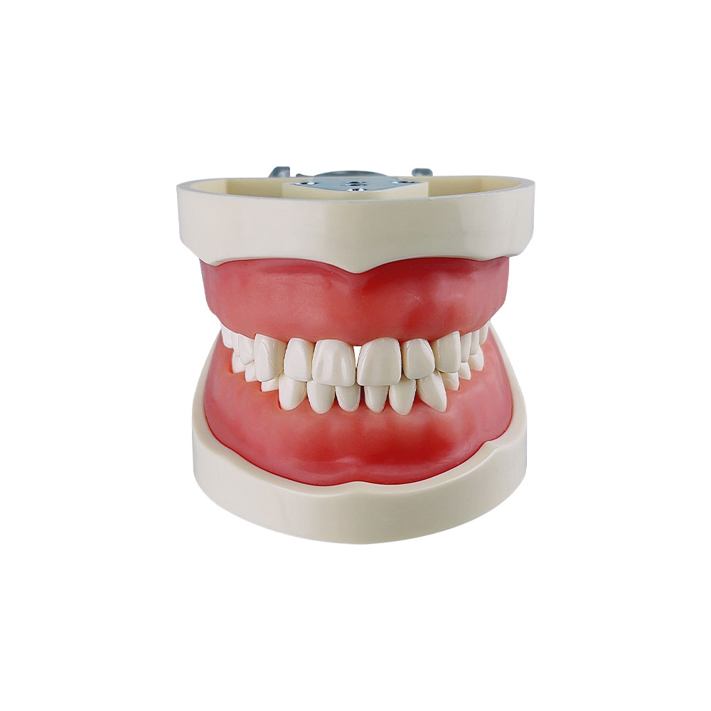 Dental Model Teeth Model For Dental Technician Practice Training Study Teaching Compatibly Nissin Resin Tooth Dentistry Products