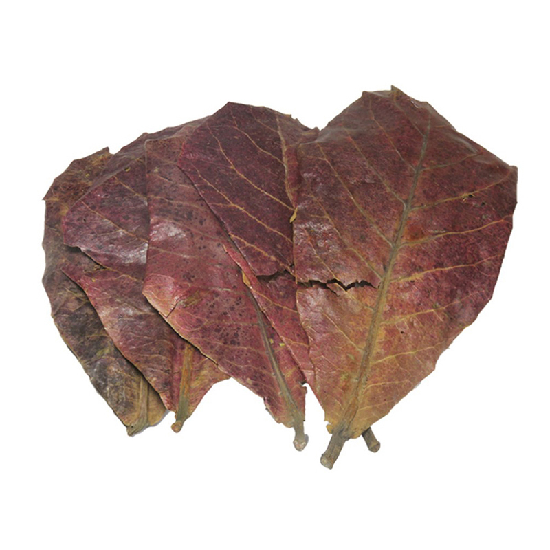 5/25 / Catappa Natural Feuilles d'amande feuille de poisson Traitement de nettoyage d'aquarium