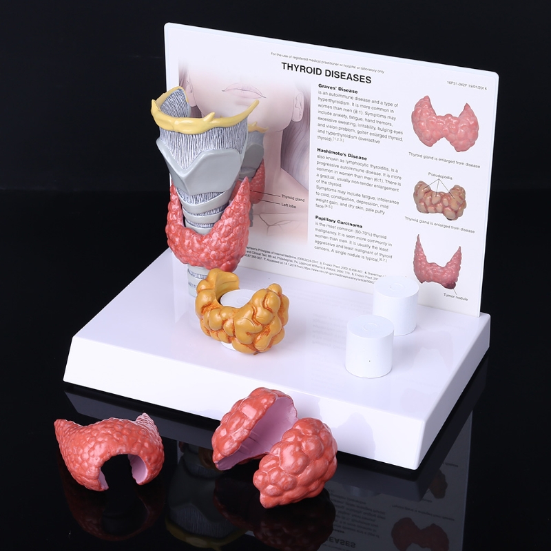 1 Impostare il modello di ghiandola anatomica umana di ghiandola anatomica patologia anatomia sistema digestivo mostra lo studio di insegnamento di studio vivido design