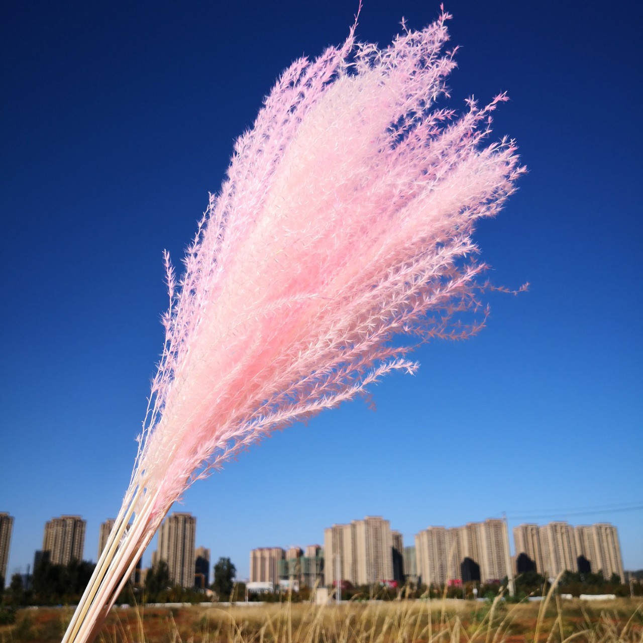 Flores secas naturais Reeds Creme cinza Pequeno pampas grama de casamento de casamentos fotografia adereços decoração de casamento em casa