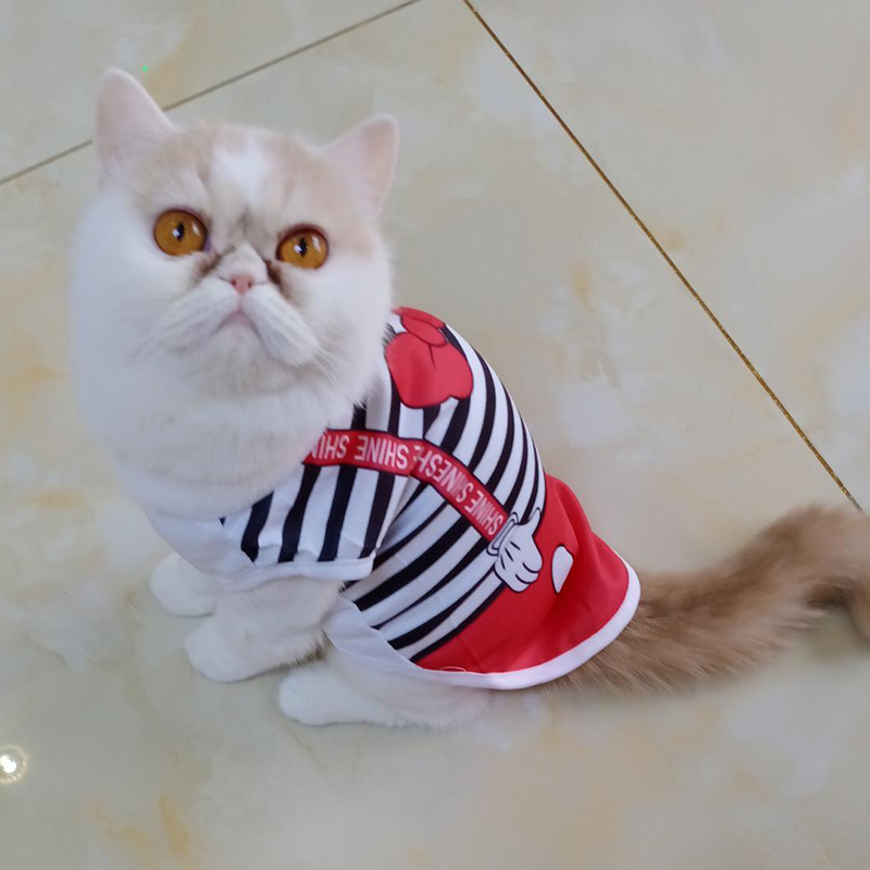 Summer Cat Costume Abiti gatti Gotas Animali carini camicia da pet gilet katten kedi sfidano camicie mascota di abbigliamento chat