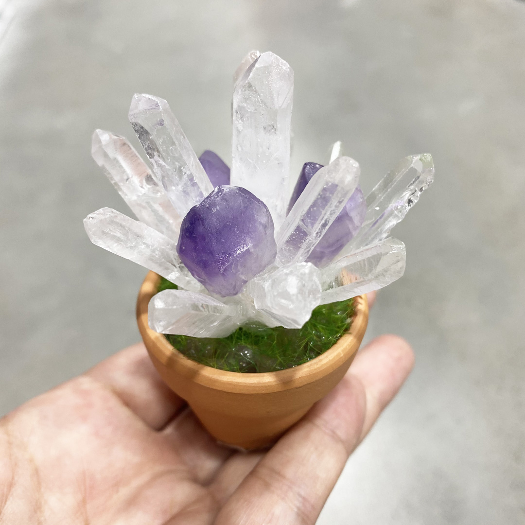 Amethyst Stone Plantes en pot