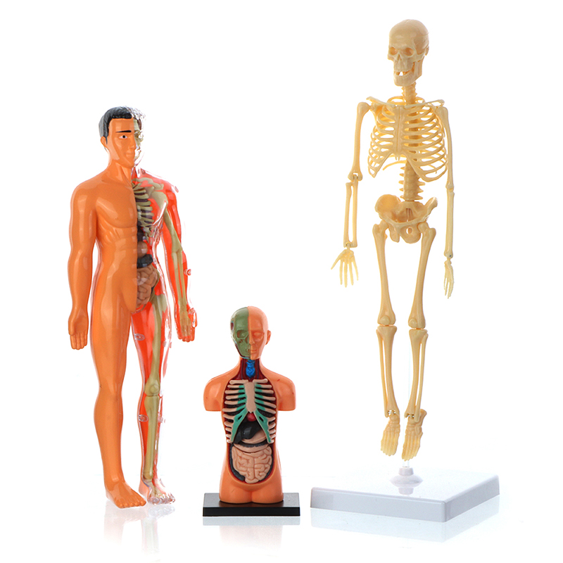 Anatomiemodell für Kinder Human Torso Anatomie Modell Abnehmbares menschliches Körpermodell für Medizinstudentische Bildungswissenschaft Lernen 