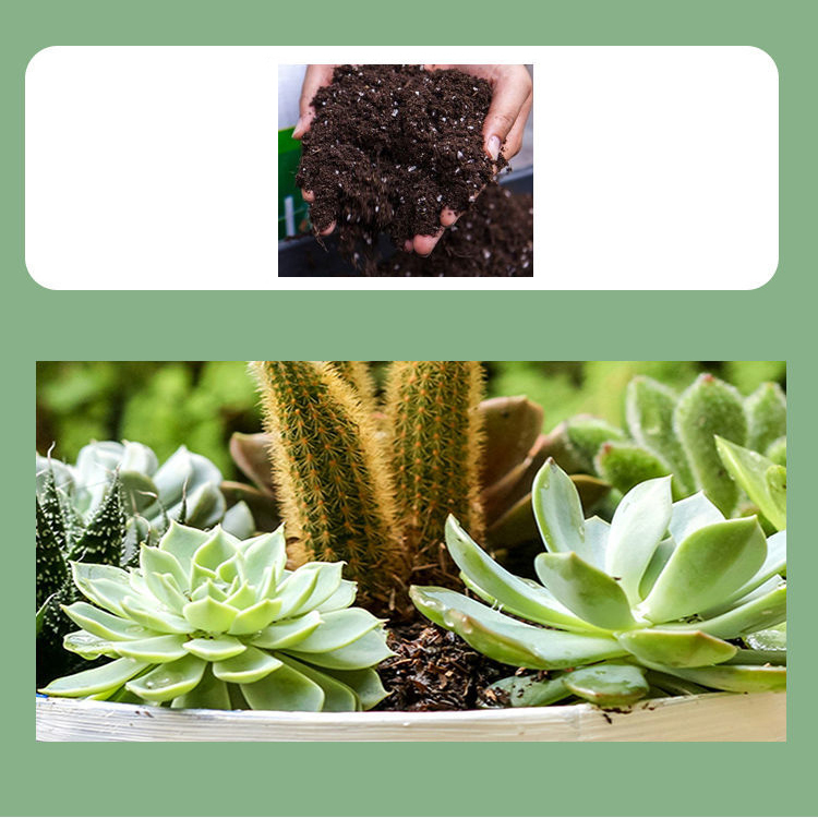 50g/250g/500g Perliteペレット栄養土壌植物保育園通気性緩い土壌基板の植物園の基板を構成する