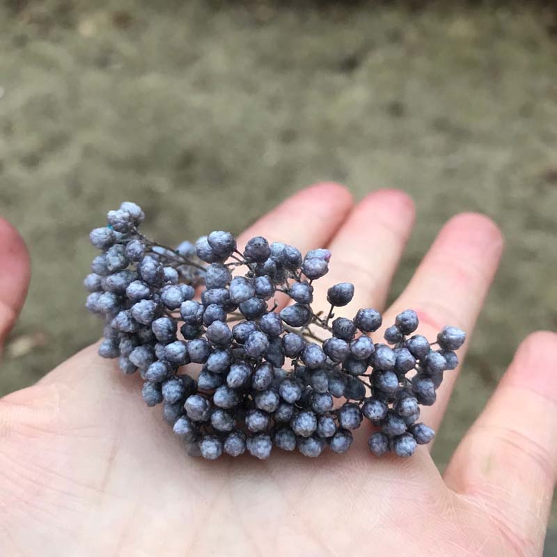 A cor especificada não é aceita, cor aleatória !!!Cabeças de flores de milho preservadas frescas secas naturais, eterna flor de arroz seco seco