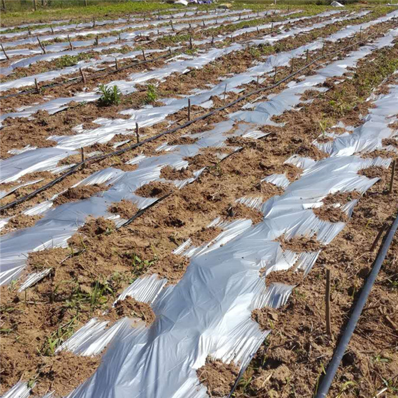 50mシルバープラスチックマルチ2S/1.2Sイチゴ野菜庭のカバー雑草を制御するマイラーグラスバリア保湿黒フィルム
