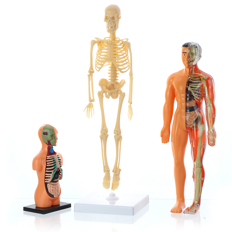 Anatomiemodell für Kinder Human Torso Anatomie Modell Abnehmbares menschliches Körpermodell für Medizinstudentische Bildungswissenschaft Lernen 