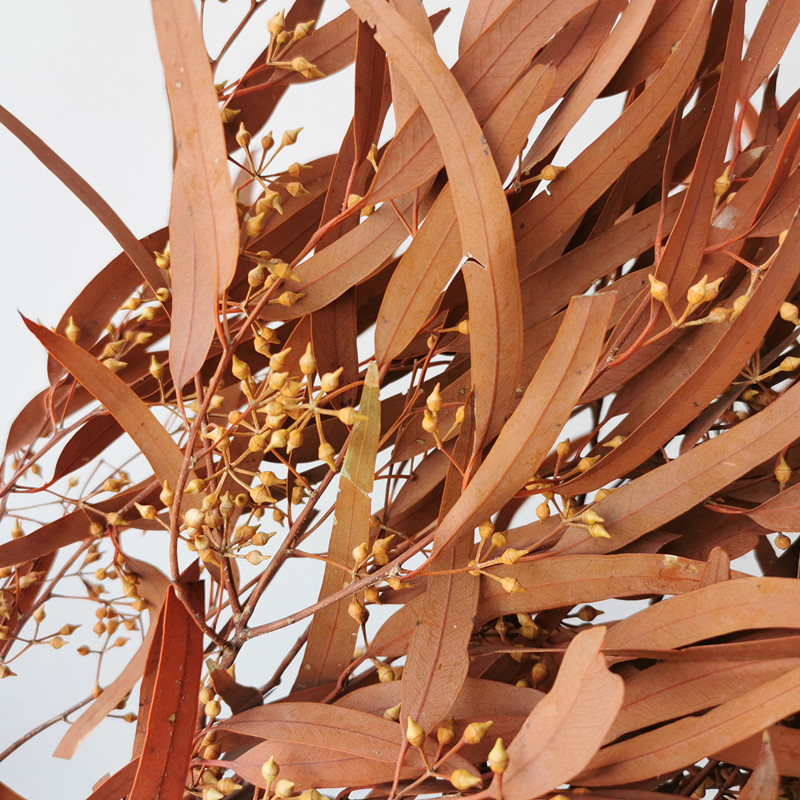 Getrocknete Eukalyptus -Hirse Blätter natürliche Blüten Eternell erhalten trockene Blume Hochzeitsbedarf Blumenpflanzen Gras Hausdekoration