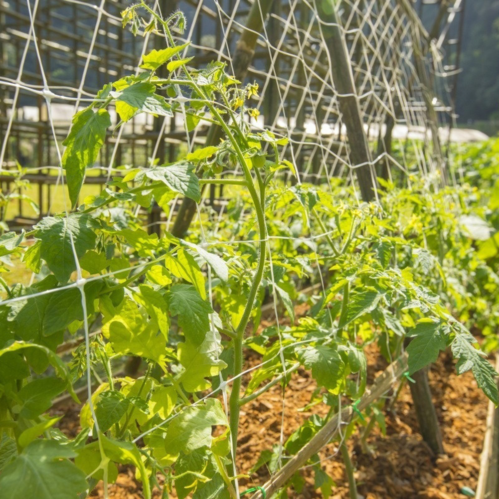 Plant Polyestrelis Trellis Netting Hydroponics Plant de suporte a redes de escalada de vidra