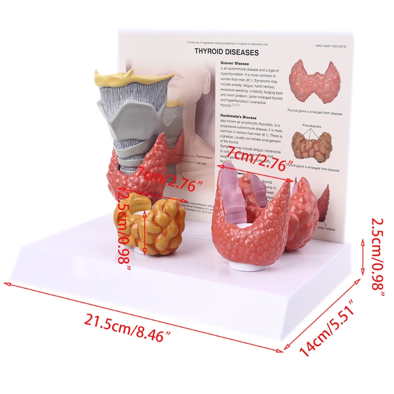 1 Impostare il modello di ghiandola anatomica umana di ghiandola anatomica patologia anatomia sistema digestivo mostra lo studio di insegnamento di studio vivido design