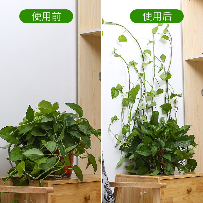 Plant climbing wall Self-Adhesive Fastener Tied fixture Vine Buckle Hook Garden plant wall climbing Vine Clips Fixed Buckle Hook