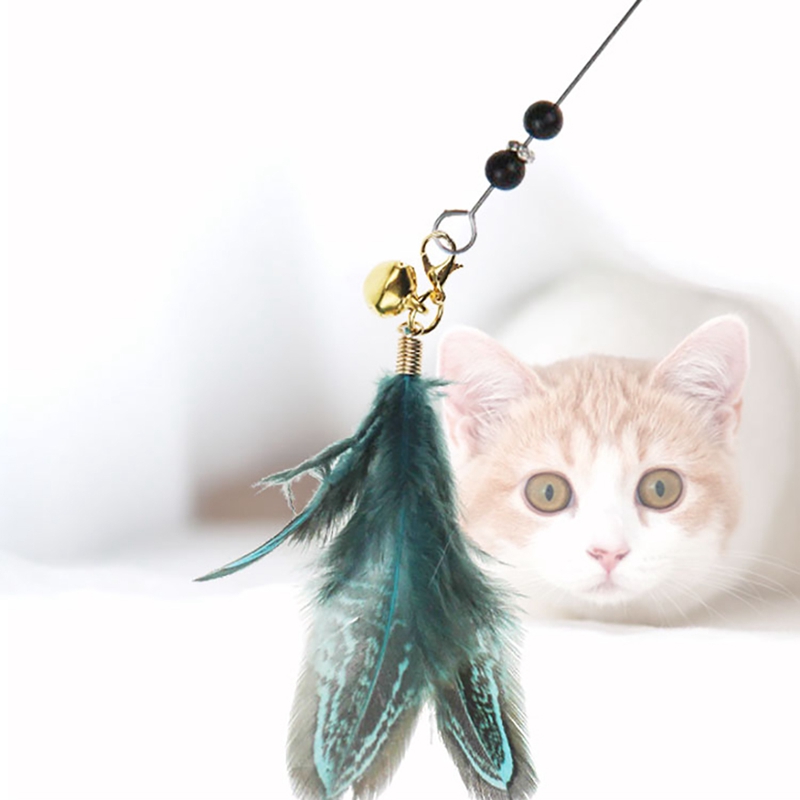 chat teaser wand poulet plume chaton de formation