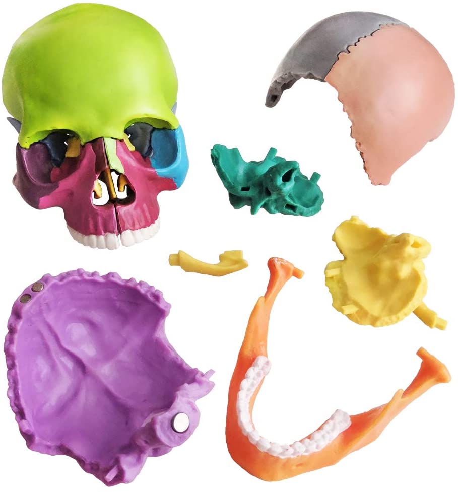 2021 Nuevo 15 piezas Anatomía del tamaño de la palma Explotación modelo de cráneo mini color humano calavera médica clínica dental