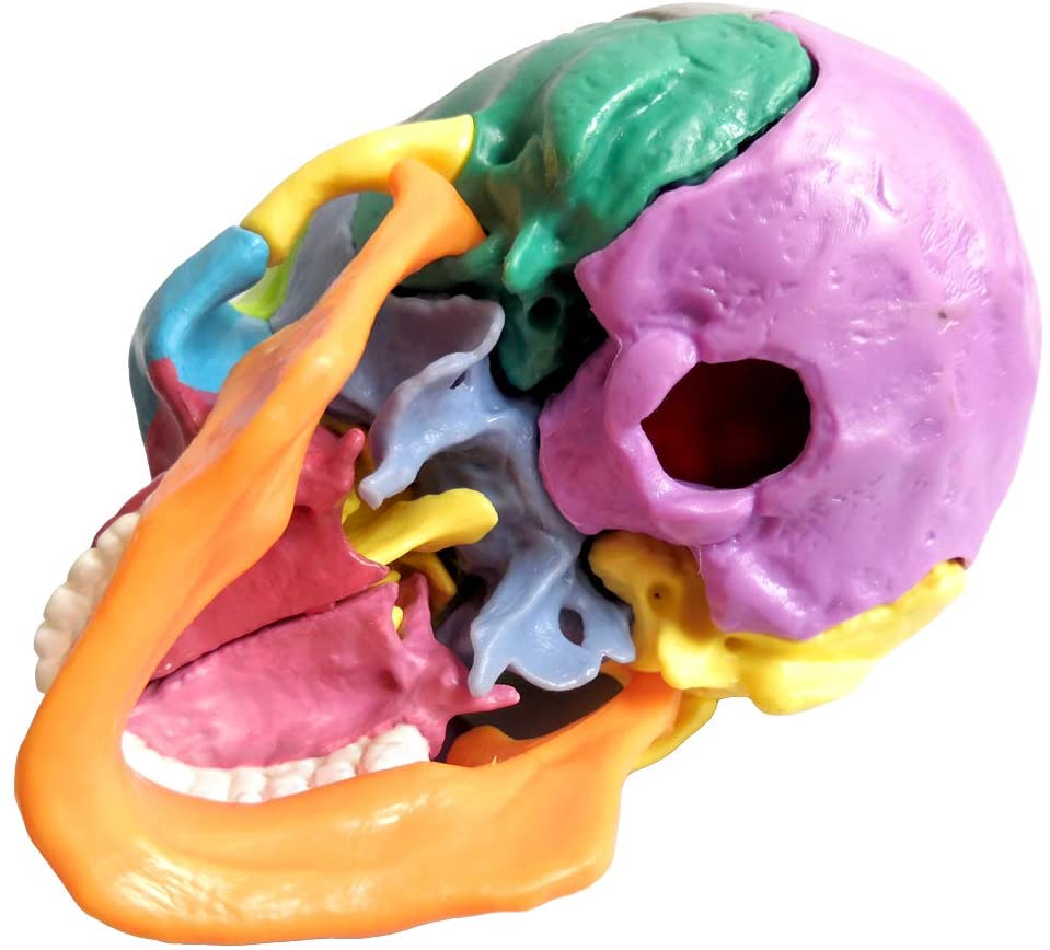 2021 Nuevo 15 piezas Anatomía del tamaño de la palma Explotación modelo de cráneo mini color humano calavera médica clínica dental