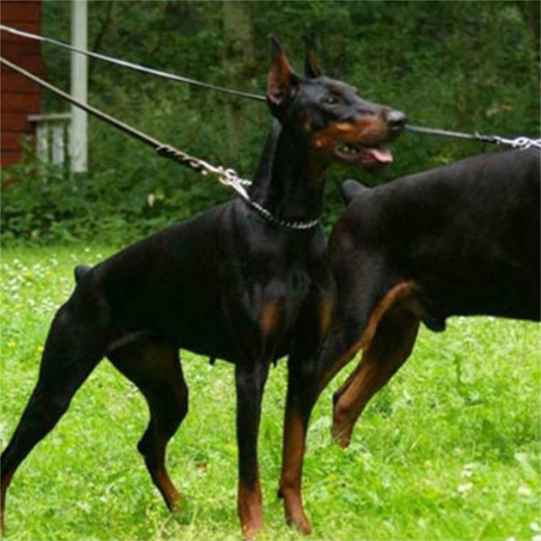 Duración Durable Correa de cuero trenzado Correa de entrenamiento para caminar para perros Productos de mascotas de pastor alemán para perros medios con correa de perros grandes