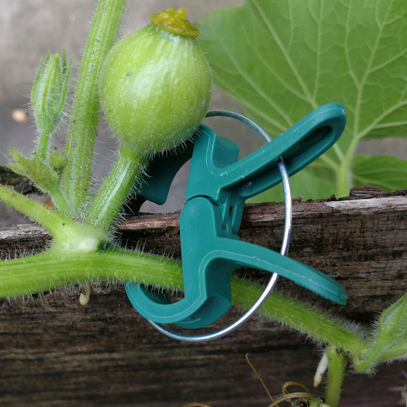 Clip innesto Clamp di pianta di plastica riutilizzabile verdure in serra STEM VINES CAMI DI PIANTA ESSUNZIONE SUPPORTO FASTENER