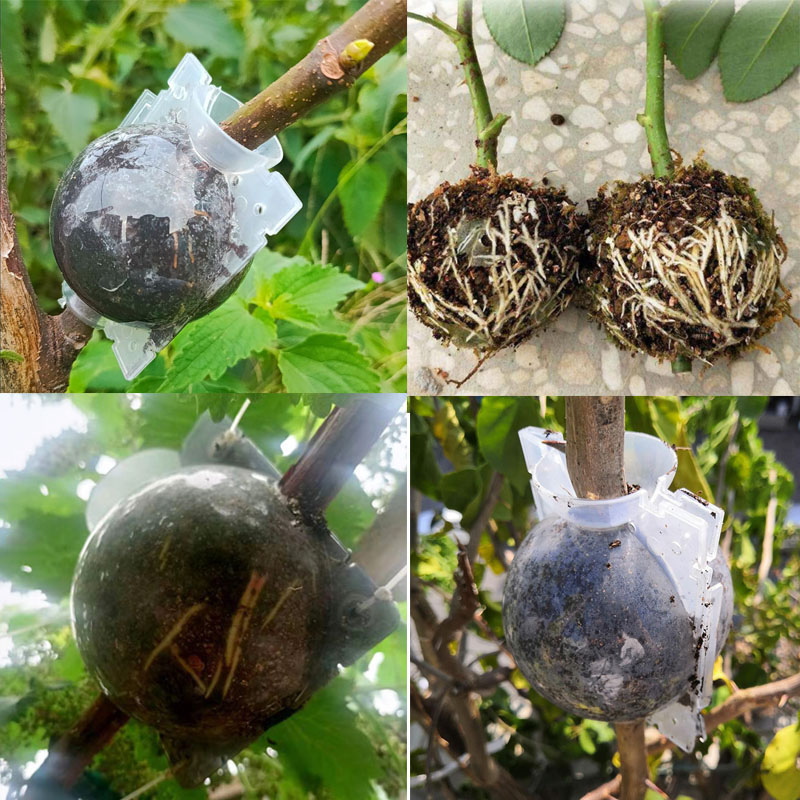 12 cm di pianta di frutta albero radicamento a sfere scatola di radice custodia in plastica di fiore trasparente ra radico che coltiva l'allevamento ad alta pressione F20