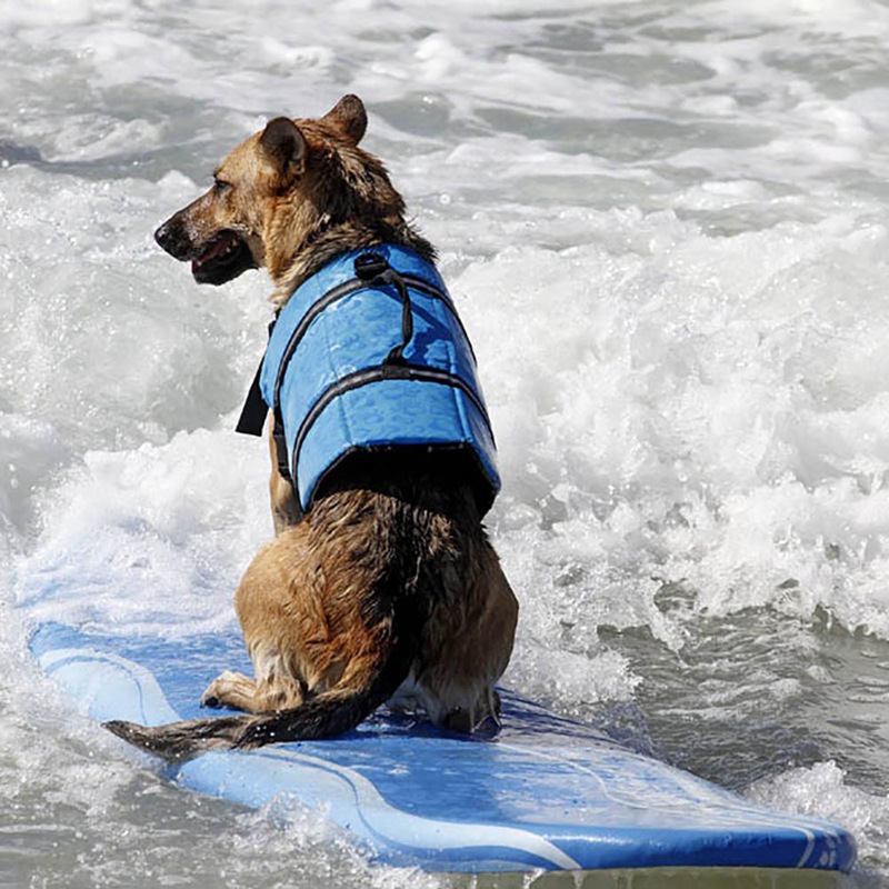 犬のライフベストサマープリントリフレクティブペットライフジャケット犬安全服犬水着ペット安全水泳スーツ