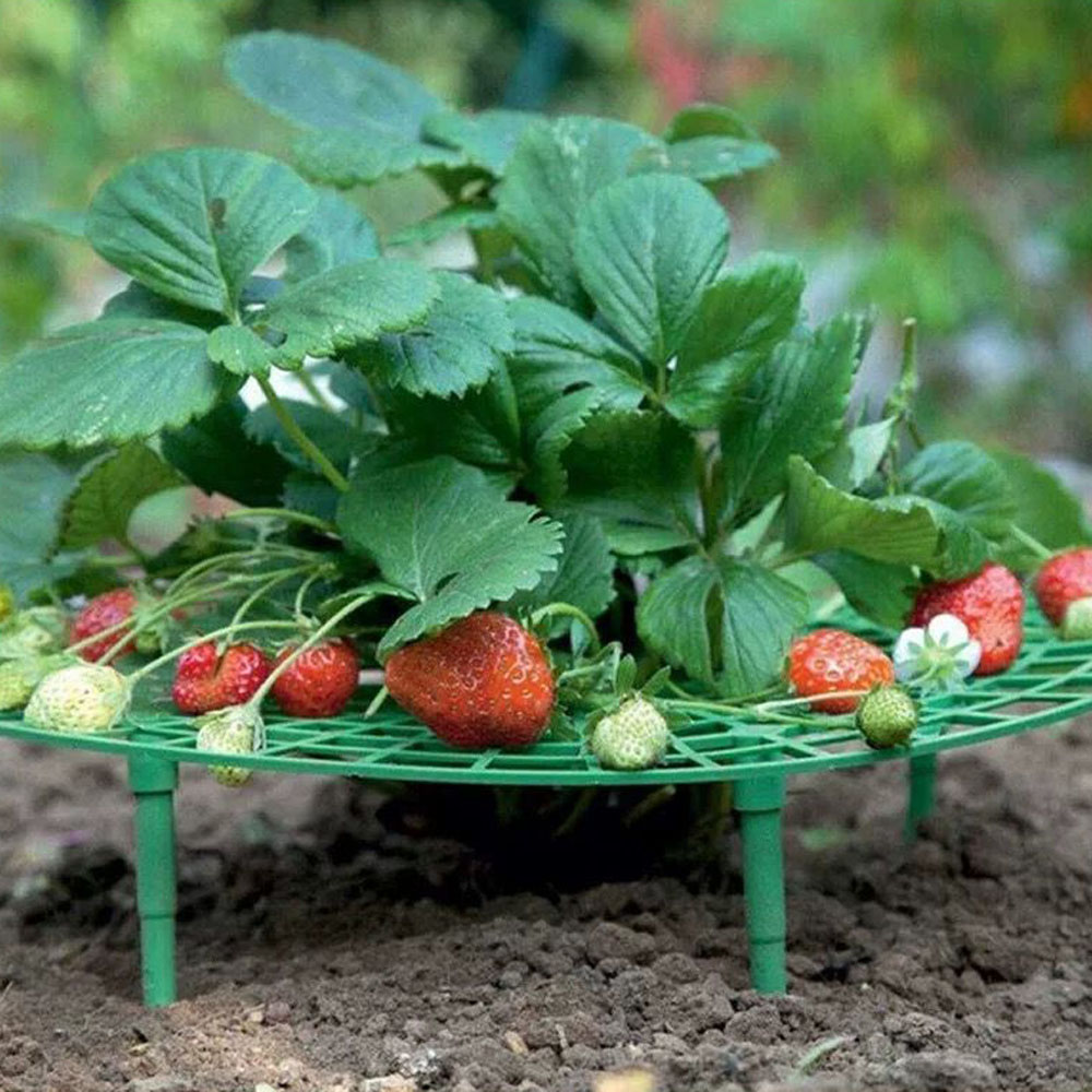 Balcon de fraises en plastique rond Balcone cultiver les légumes