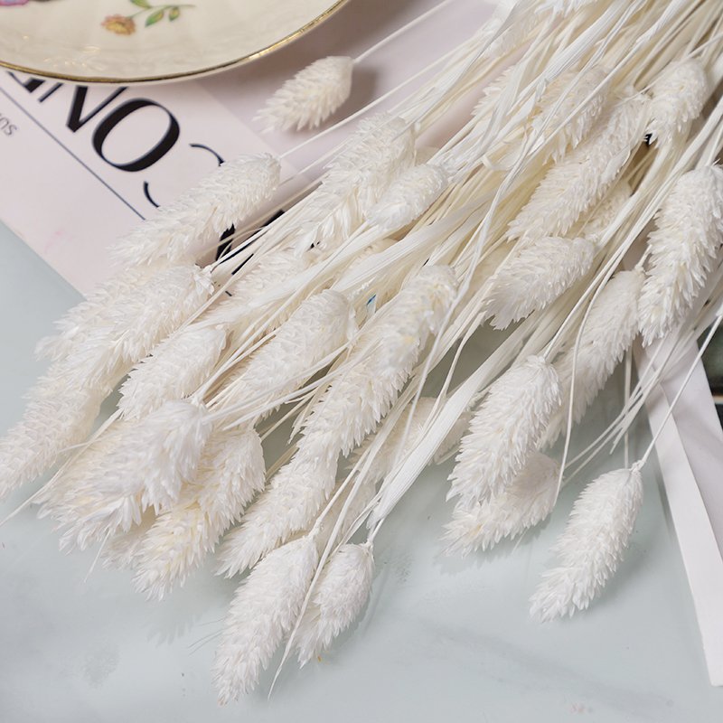Herbe de gemme séchée naturelle bijoux herbe phalaris préservé bouquet de fleur salon hoom boho décor photographie accessoires