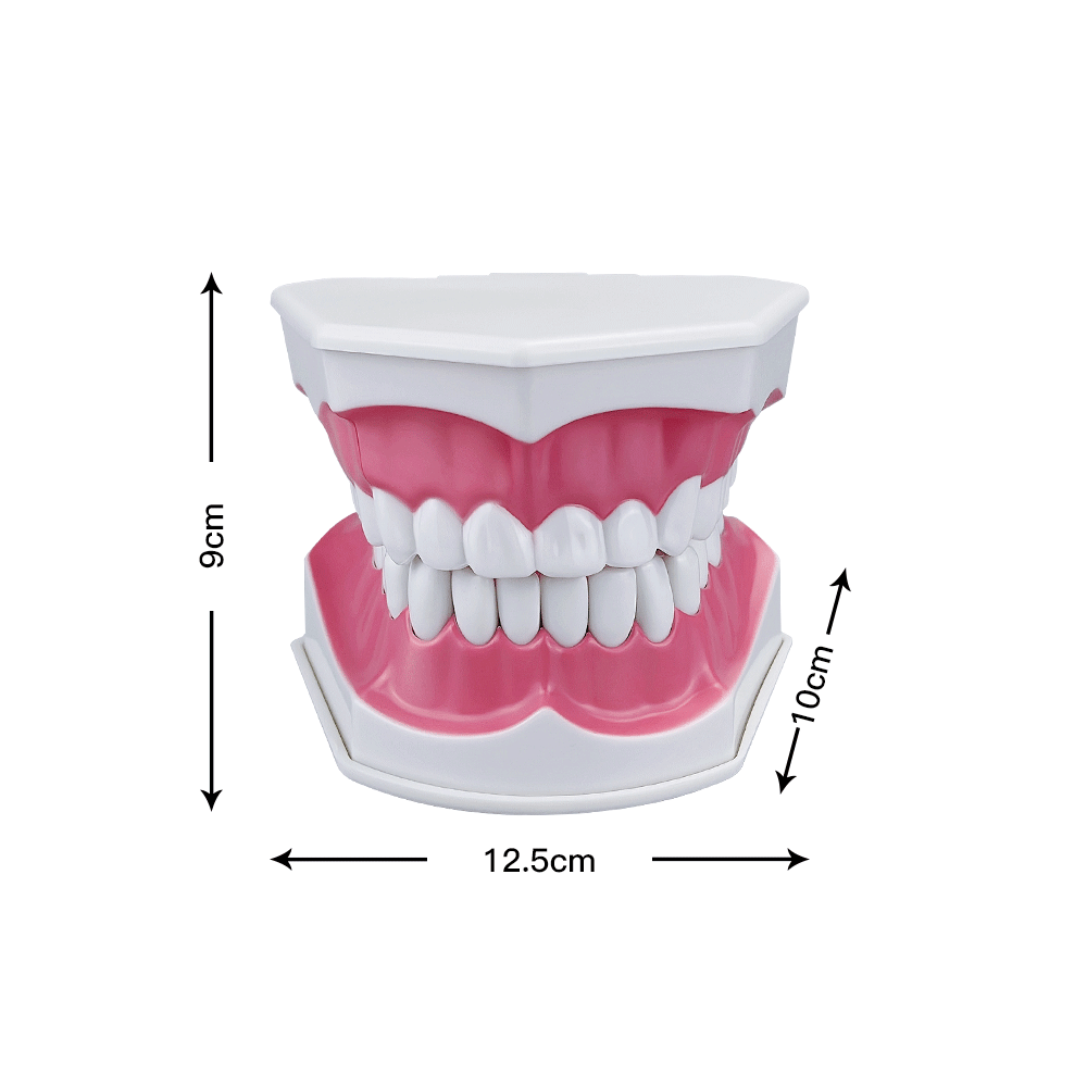 Studio del modello di insegnamento del modello di denti dentali sulla struttura della pratica educativa del dentista lo studio dell'apprendimento