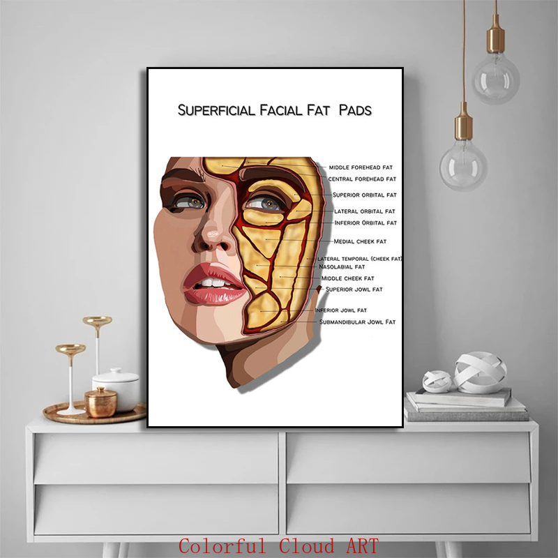 Muscle de visage féminin Muscle détaillé et physiologie Vessels Vessels gras tampons Dermal Fills Affiche Doctor Clinic Home Decor