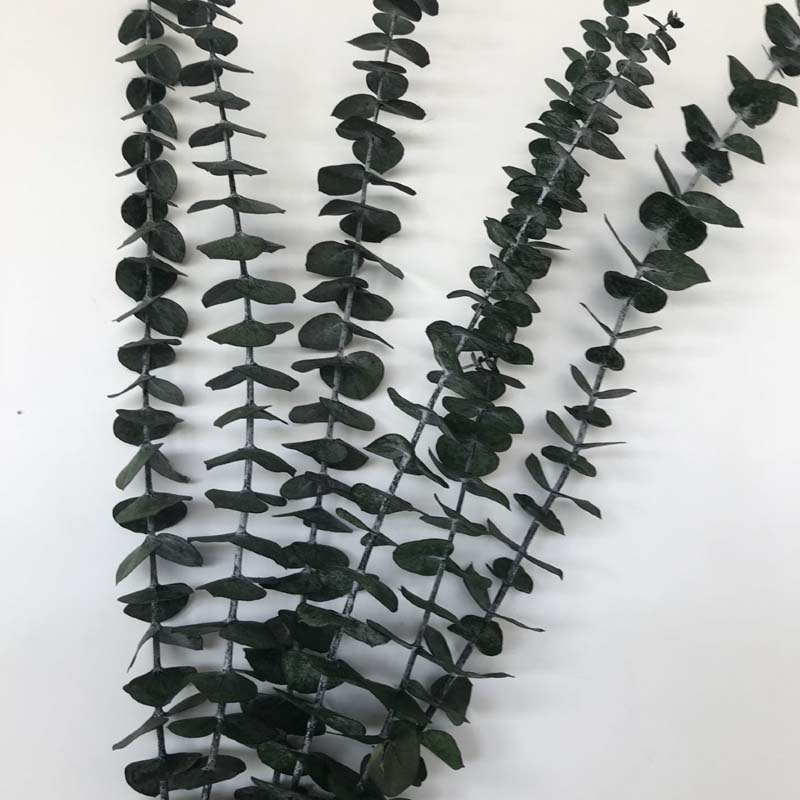 real Eukalyptusblätter getrockneter natürlicher frisch für immer eukalyptuszweige, trocken erhaltene ewige grüne Blätter für Wohnkultur