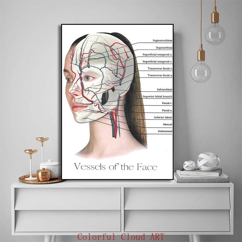 Muscle de visage féminin Muscle détaillé et physiologie Vessels Vessels gras tampons Dermal Fills Affiche Doctor Clinic Home Decor