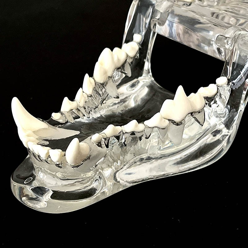 Model zęby zęby weterynaryjne zęby zęby dentystycznej żywicy zwierząt pies pies
