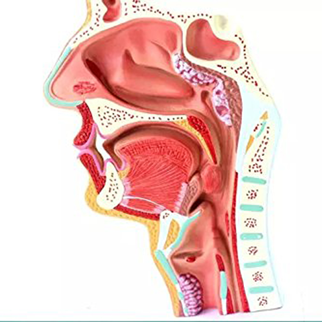 Nosowe gardło anatomia głowica Anatomia Anatomia Elephaede i gardło naczyniowe model nerwu narzędzia do nauki szkolnej