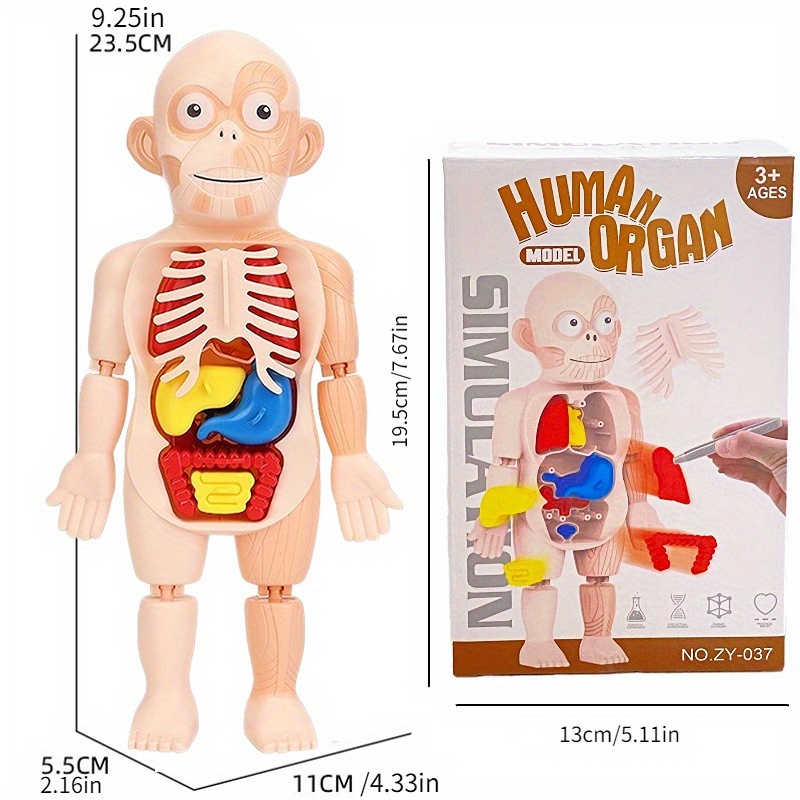 KID教育モデルDIY 3Dパズル人体解剖学モデル教育学習オルガンアセンブリトイボディオルガンティーチングツール