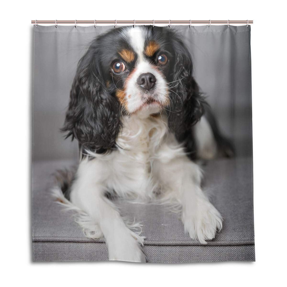 Cavalier King Charles Spaniel Dogs Curta