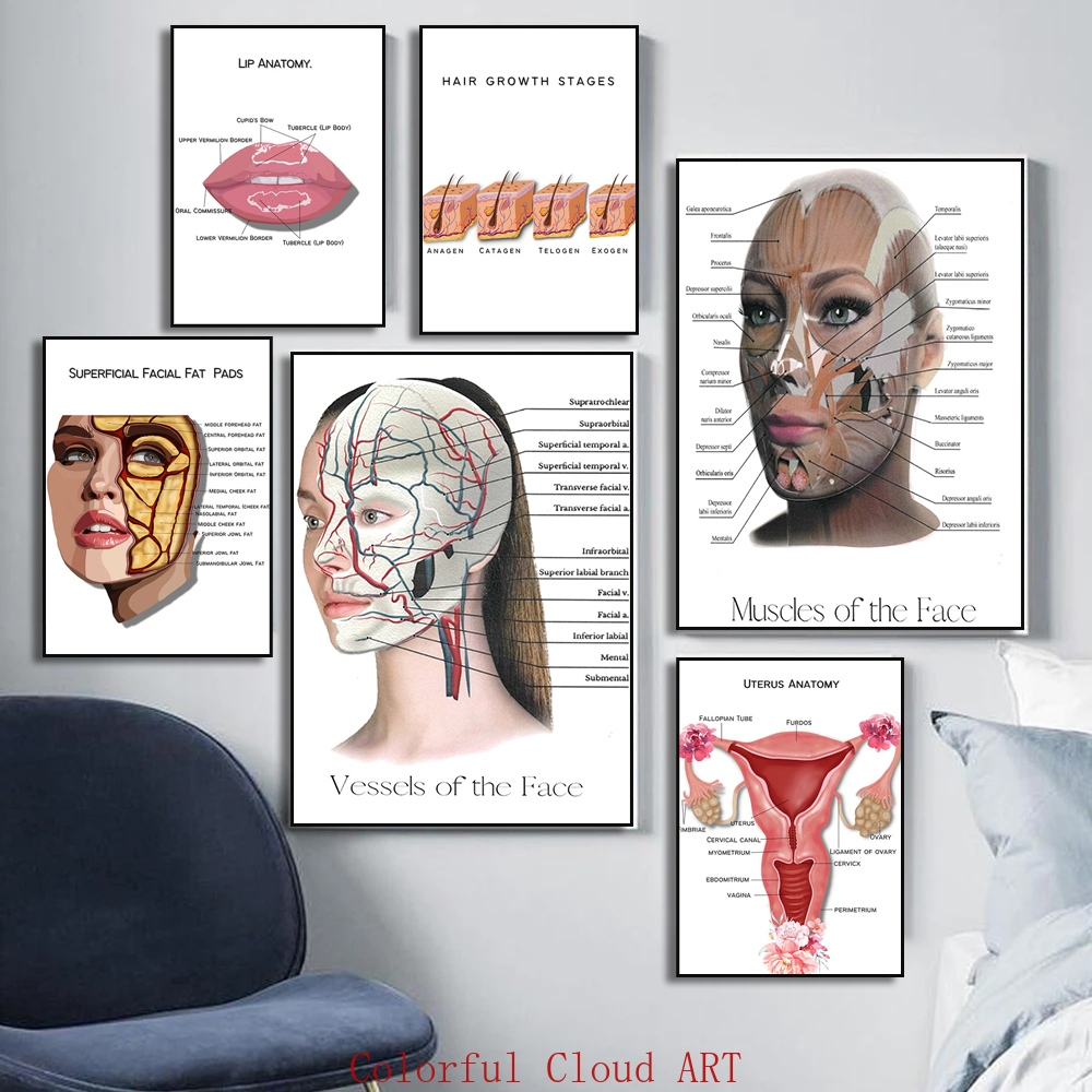 Muscle de visage féminin Muscle détaillé et physiologie Vessels Vessels gras tampons Dermal Fills Affiche Doctor Clinic Home Decor