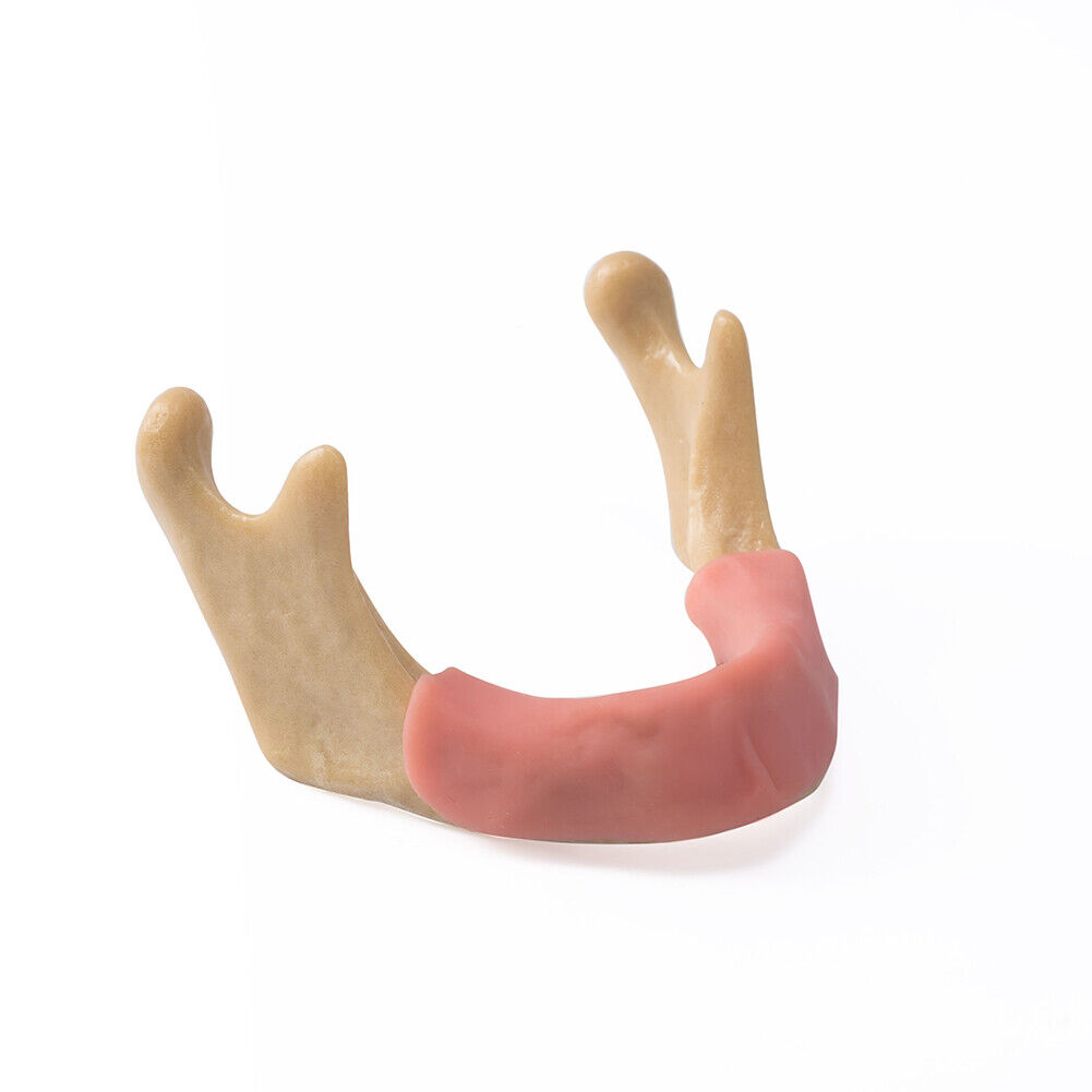 Denatl Implant Model Low Jaw Bone Tooth Model with Gums Tissue Mandibular Lab Anatomical Demonstration