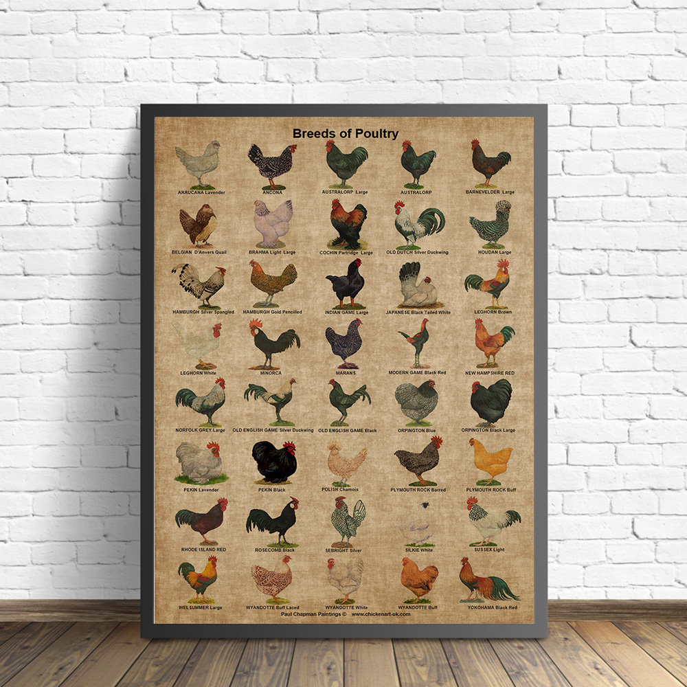 Geflügelrassen und Rooster -Rassen gedrucktes Geflügelhuhn -Antike Poster Kitchenkunst Leinwand Malerei Bilder Home Decor