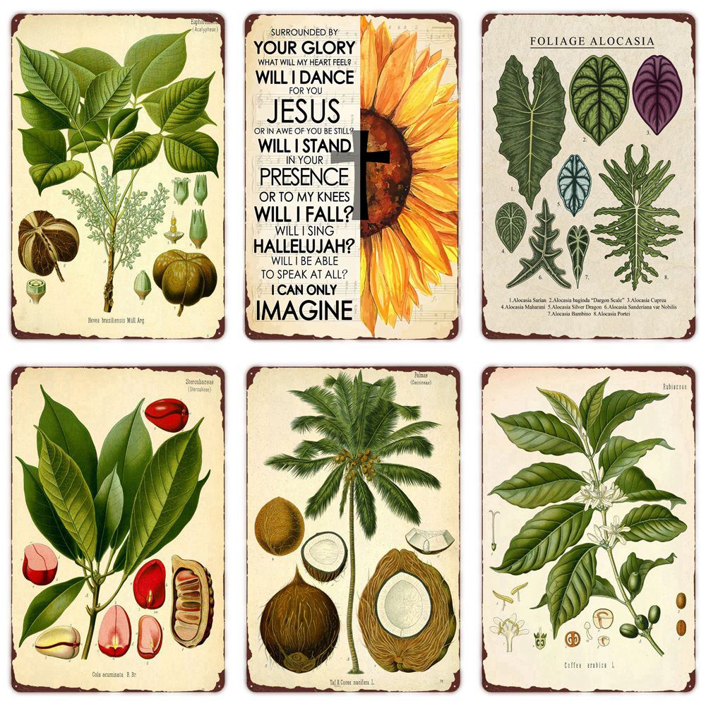 Plant Herbarium Vintage Metal Tin Sign, Cola Acuminata, Retro Poster, Illustrations, Art Paintings, Home Room, Bar, Wall Decor