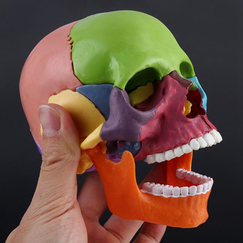 15 -stcsgedemonteerd schedelmodel kleurschedel schedel anatomisch model afneembaar leermiddel Tool