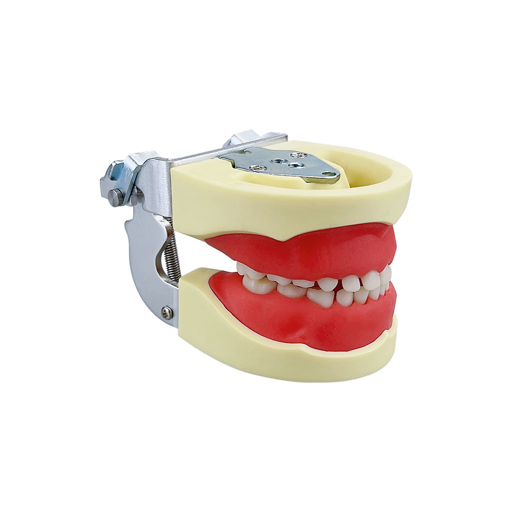 Zahnkinder Zähne Modell Typodont Training JAW -Modell mit 24 -pcs -Abnehmbaren Harzpraxis Zahnzahn -Zahnarztstudent -Lehrwerkzeugen