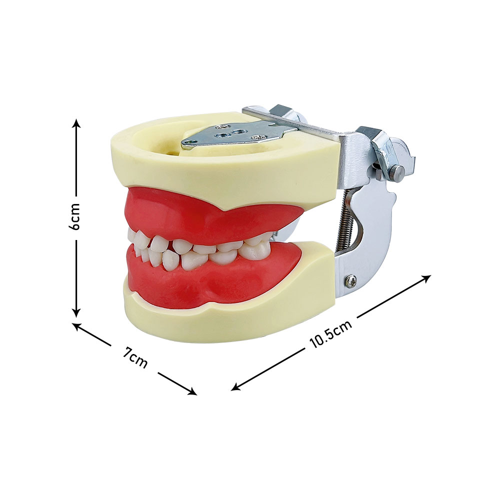 Zahnkinder Zähne Modell Typodont Training JAW -Modell mit 24 -pcs -Abnehmbaren Harzpraxis Zahnzahn -Zahnarztstudent -Lehrwerkzeugen