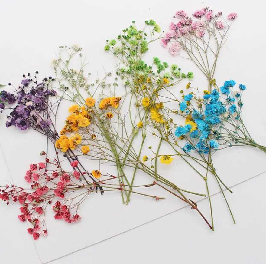 Fleurs séchées Herbarium de fleur de gypsophile séché pressé pour la résine époxy bijourie fabriquant un signet de téléphone maquille