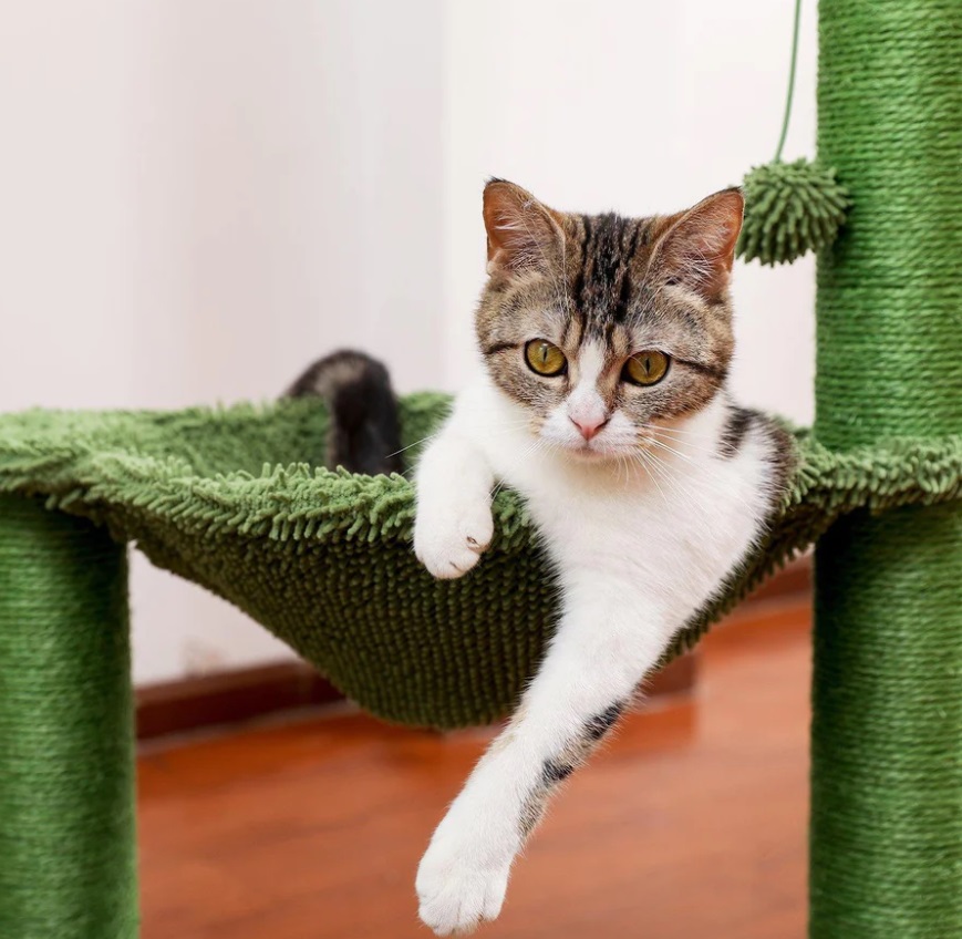 Pawz Yolu Kaktüs Hammock Kedi Ağacı Kazan