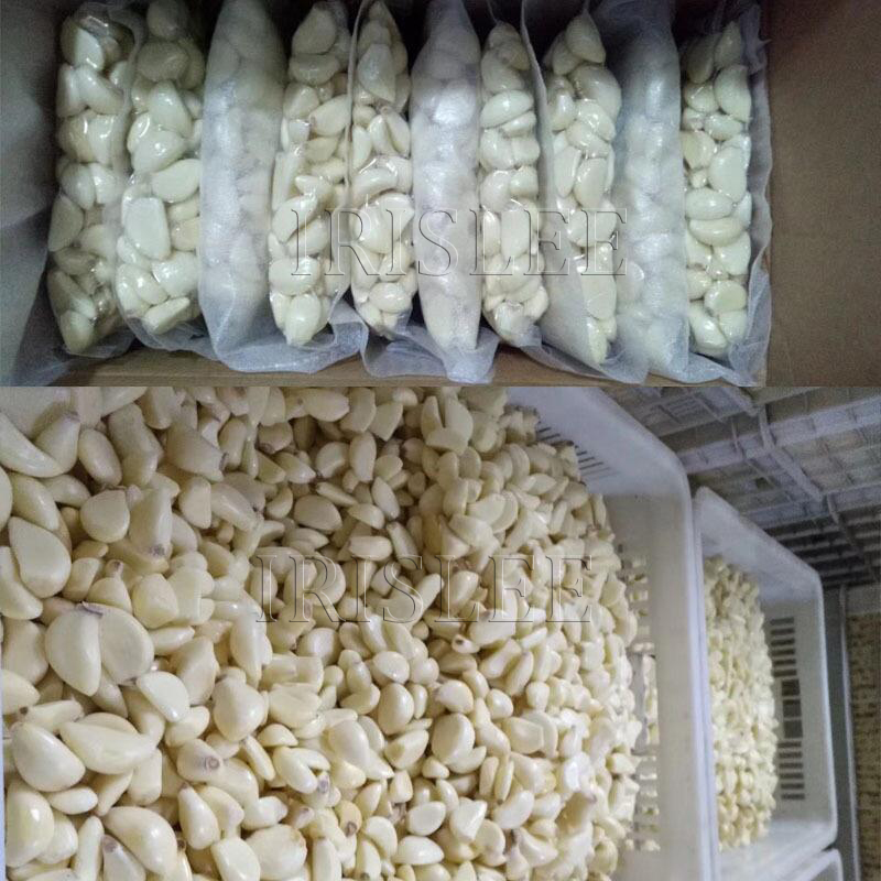 Electric Garlic Processing Machines / Garlic Breaking Peeling Machine