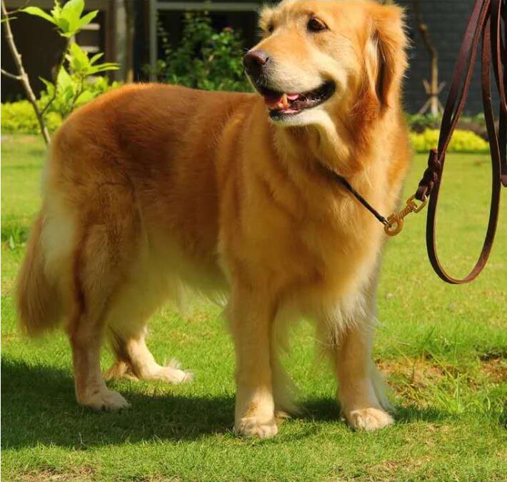 15 Stück geflochtene Hundeleinen aus echtem Leder für Haustiere, Gehtrainingsleinen für mittelgroße und große Hunde, Golden Retriever