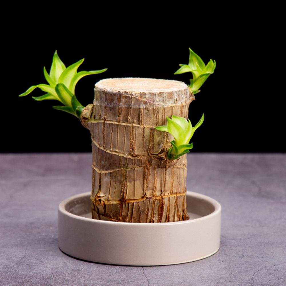 Lucky Wood Wood Plant Decor de casa Brasil Brasil Hidropônico em vasos de árvore em vasos de árvore Mini planta de escritório interno de escritório decoração1832340