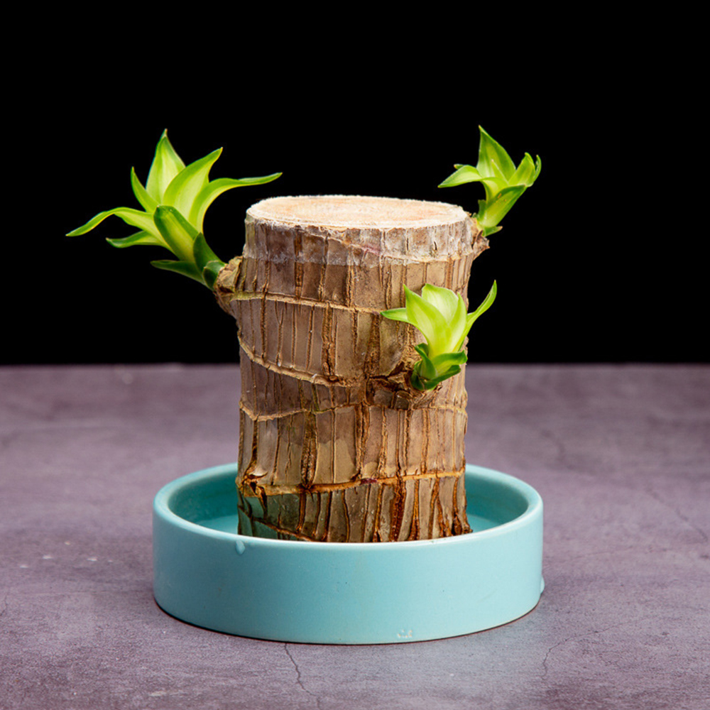 Jolie de bois de bois chanceux décoration intérieure brésil en bois hydroponique hydroponique arbre arbre moitié mini plante de bureau intérieure de bureau décor3504030