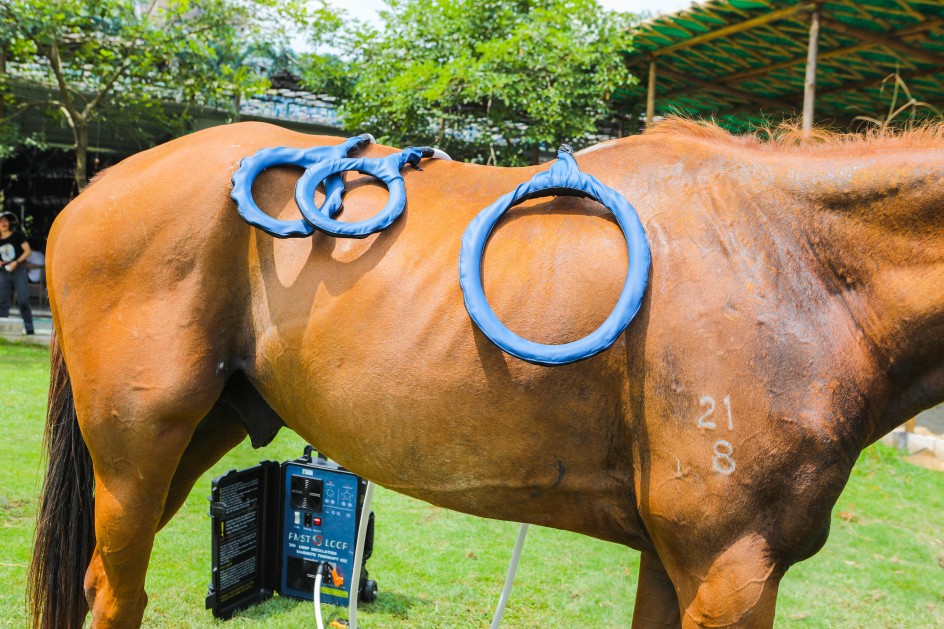 Machine de physiothérapie magnétique équine de thérapie PEMF pour améliorer la santé des articulations du cheval