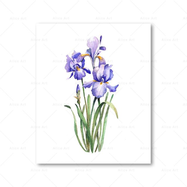 Akvarellblommor växt affischer blå iris hortensia blommor duk målning tryck väggkonst bilder vardagsrum famale sovrum hem dekor gåva ingen ram wo6